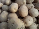 fresh potato - product's photo