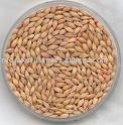 barley feed grade - product's photo