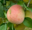 apple fresh fruit - product's photo