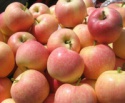 fresh red fuji apple - product's photo