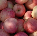 the new harvest crops fresh apple red fuji - product's photo