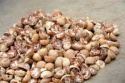 betel nuts - product's photo