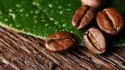 aa robusta yummy cofee bean with good taste - product's photo