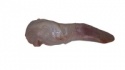 pork tongues - product's photo