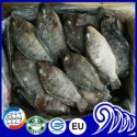 fresh whole round frozen tilapia used as dried tilapia fish - product's photo