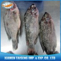 tilapia fish feed for africa - product's photo