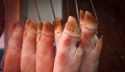 frozen pork hind feet - product's photo