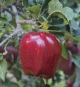 delicious fuji apples - product's photo