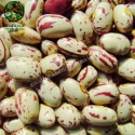 light sparkle kidney beans - product's photo