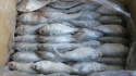 sardine - product's photo