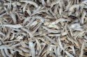 dried anchovy fish for sale - product's photo