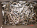 hot selling dried big eyed herring - product's photo