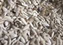 cuttlefish bone - product's photo