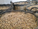 pistachios shell - product's photo