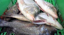 best quality iqf frozen emeror fish suppliers - product's photo