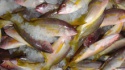 best quality iqf frozen yellow snapper fish suppliers - product's photo