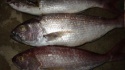 best quality iqf frozen white snapper fish - product's photo