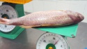 best quality iqf frozen snapper - product's photo