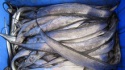 iqf frozen ribbon fish suppliers - product's photo