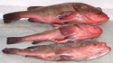 top quality frozen iqf reef cod - product's photo