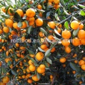 nanfeng baby mandarin orange - product's photo