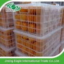  chinese nanfeng fresh baby mandarin orange fruit - product's photo