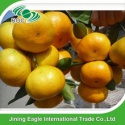 new crop fresh delicious small sweet mandarin orange fruit - product's photo