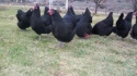 live and frozen black,white and arsh point of lay australorp chicken - product's photo