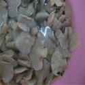 king oyster mushroom oyster mushrooms - product's photo