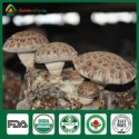 shiitake mushroom spawn - product's photo