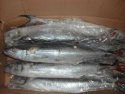 frozen king fish (whole gutted) - product's photo