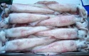 frozen squid whole (thondi) - product's photo