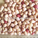 high quality healthy dry pinto organic beans - product's photo