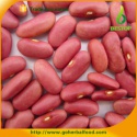 pink kidney bean - product's photo
