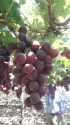 red globe grape - product's photo