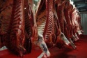 carcass beef - product's photo