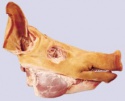 frozen pork/leg/head/ear and whole body - product's photo