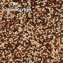 organic tricolor quinoa grain (jan 2020) - product's photo