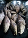 fresh grouper hamour (seafood) - product's photo