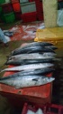 fresh king fish - surmai - product's photo