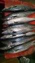 fresh daily caught king fish - product's photo