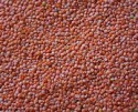 best red lentils - product's photo