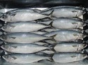 frozen pacific mackerel fish - product's photo