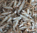dried fish processing,blue cod silk - product's photo