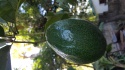 avocados - product's photo