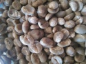 arabica green coffee bean - product's photo