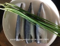 frozen pacific mackerel hgt 100-200g on sale for canned seafood - product's photo