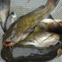 cat fish (siluriformes) - product's photo