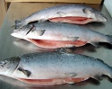 frozen salmon fish - product's photo