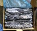 2017 new landing frozen pacific saury whole round for canning  - product's photo